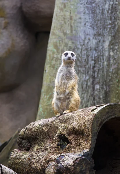 Meerkats en la África salvaje — Foto de Stock