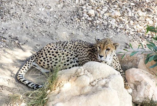 Gepard relaks w zoo — Zdjęcie stockowe
