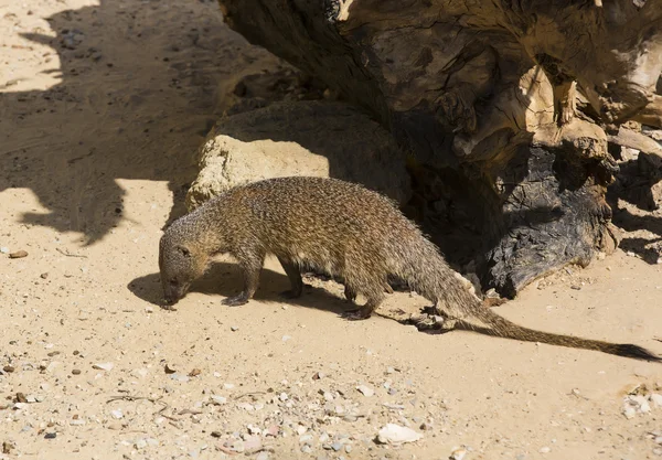 Funny mongoose in zoo — Stock Photo, Image