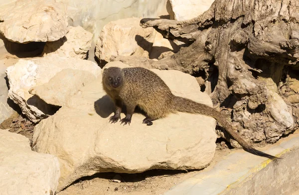 Grappige mangoeste in dierentuin — Stockfoto