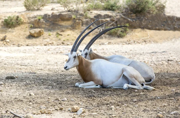 Unga antilop i öknen — Stockfoto