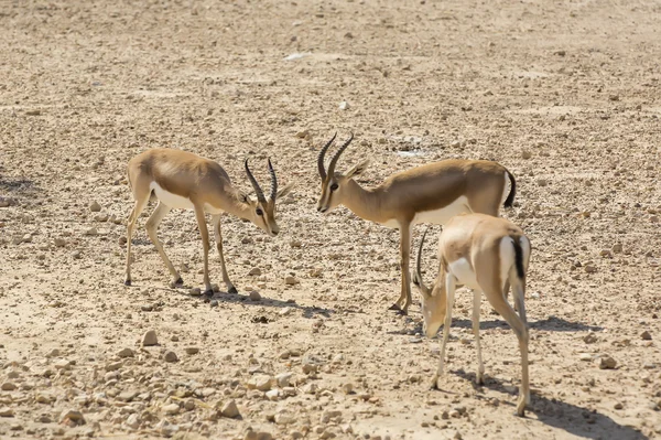 Unga antilop i öknen — Stockfoto
