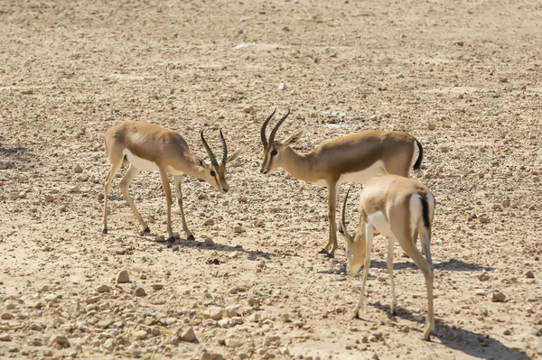 Antílope joven en el desierto — Foto de Stock