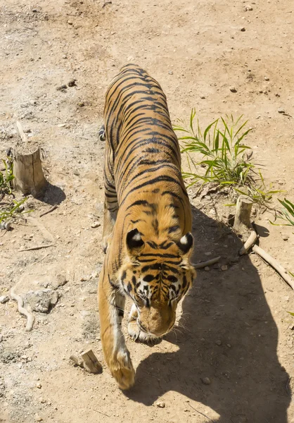 Tigre marche dans le zoo — Photo