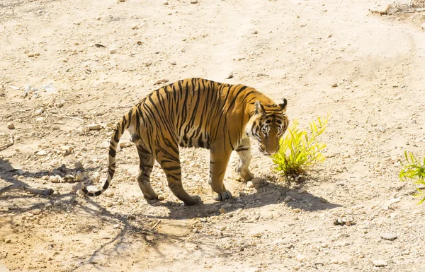 Tigre marche dans le zoo — Photo