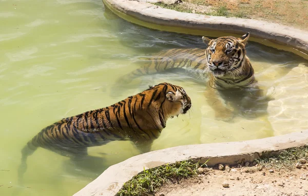 Tiger in freier Wildbahn in Afrika — Stockfoto
