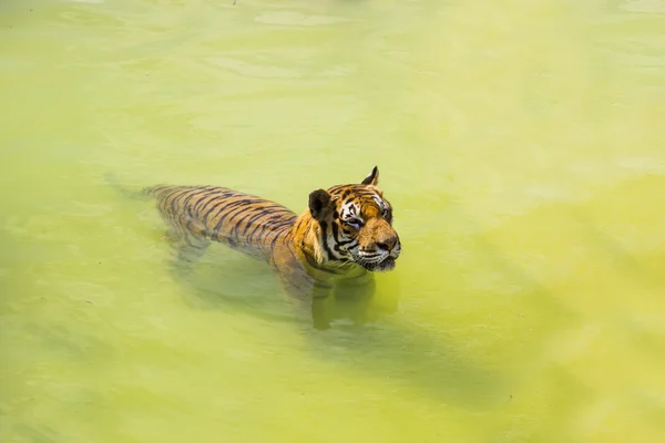 在非洲地区的野生老虎 — 图库照片