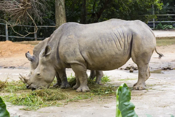 Rinocerontes adultos grandes comendo grama — Fotografia de Stock