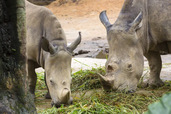 Grote volwassen neushoorns eten van gras — Stockfoto