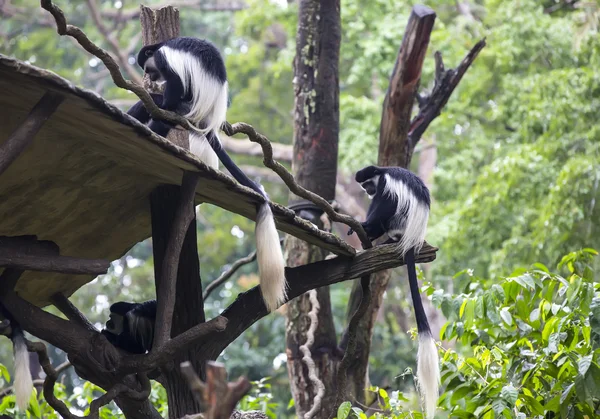 Смешные обезьяны в зоопарке — стоковое фото