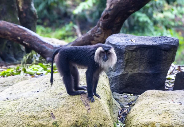 Mono divertido en el zoológico — Foto de Stock