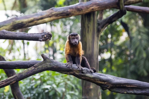 Mono divertido en el zoológico — Foto de Stock