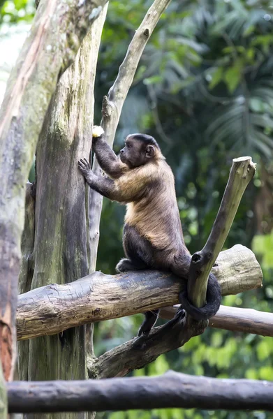 Zabawny małpa w zoo — Zdjęcie stockowe