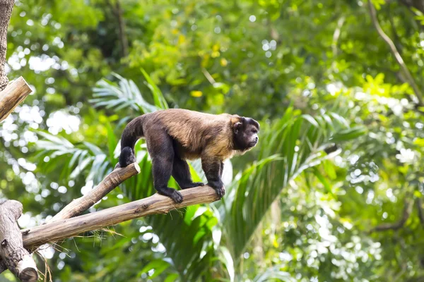 Singe drôle dans le zoo — Photo