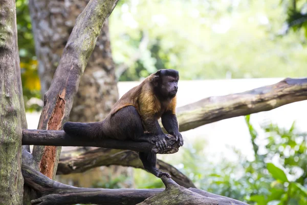 Zabawny małpa w zoo — Zdjęcie stockowe