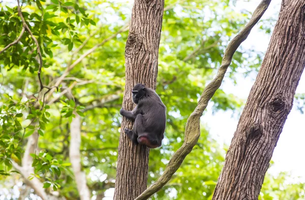 Macaco engraçado no zoológico — Fotografia de Stock