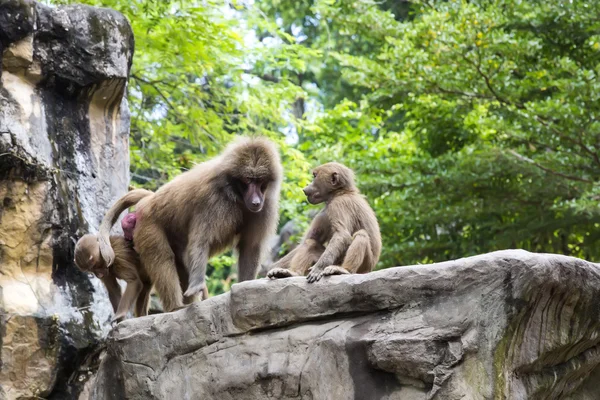 Legrační opice v zoo — Stock fotografie