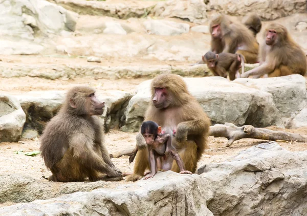 Grappige apen in de dierentuin — Stockfoto