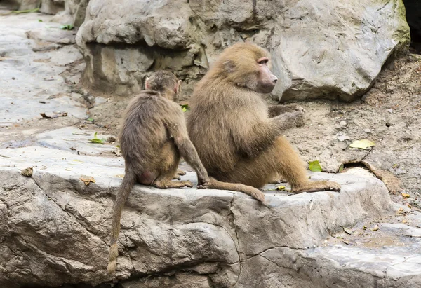 Смішні мавпи в зоопарку — стокове фото
