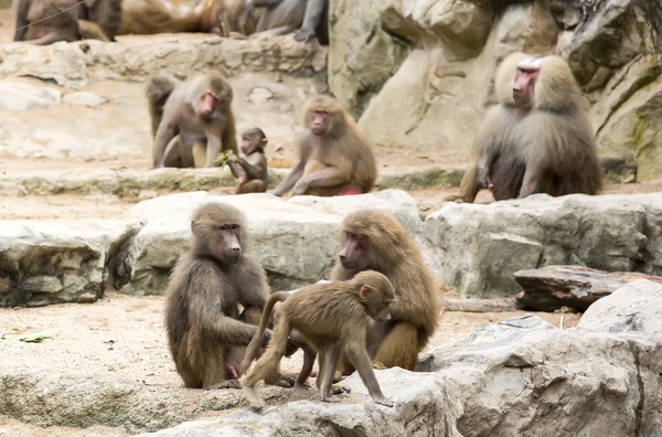 Monos divertidos en el zoológico — Foto de Stock