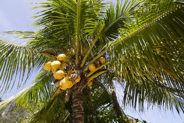 Cocos de maduración en palma — Foto de Stock