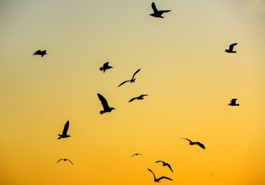 flying seagulls in the night sky