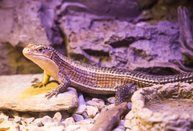 kertenkele bir hayvanat bahçesi uzun kuyruk ile