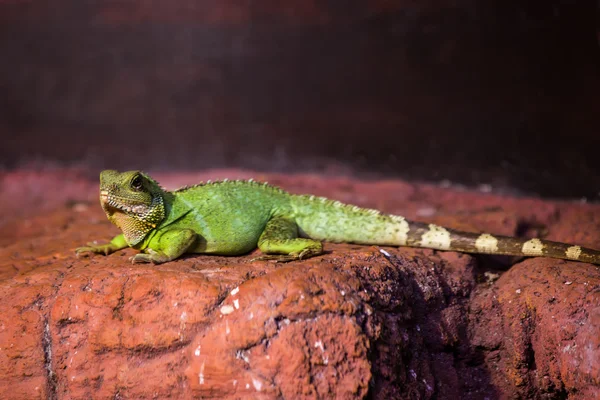 Lézard vert drôle — Photo