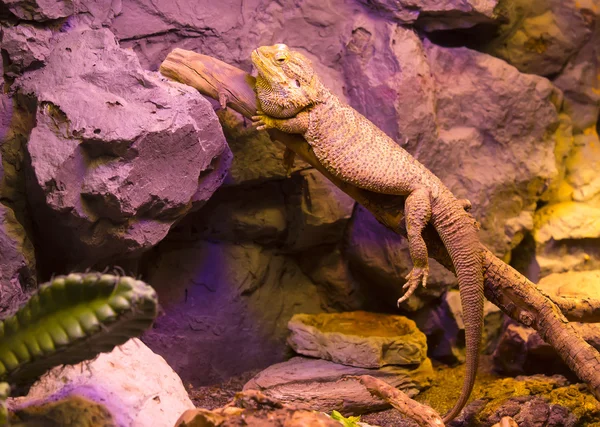 Lizard  with  long tail in a zoo — Stock Photo, Image