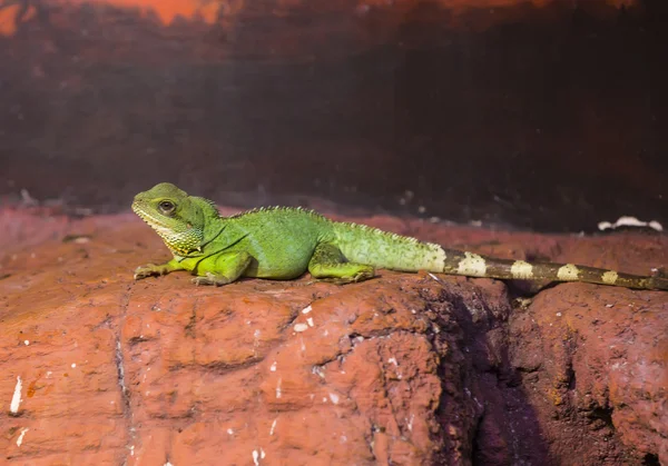 Funny green lizard — Stock Photo, Image