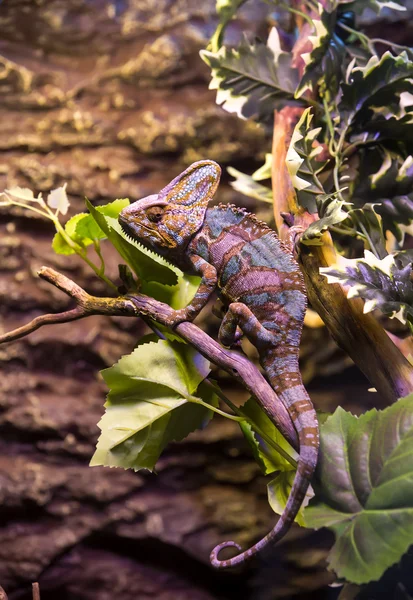 Ještěrka s dlouhým ocasem v zoo — Stock fotografie