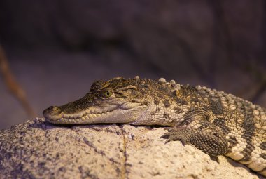 vahşi sürüngenler kertenkelelerin canlı