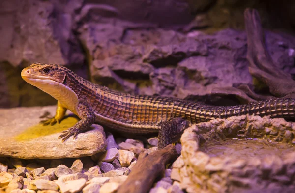 lizard  with  long tail in a zoo