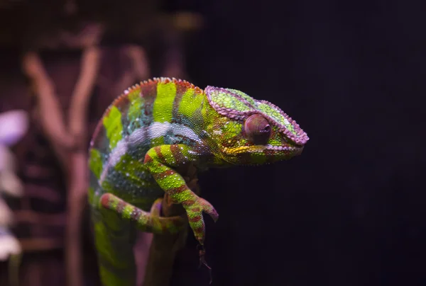 Lagarto com cauda longa em um zoológico — Fotografia de Stock