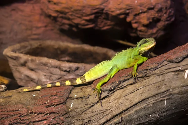 Lézard à longue queue dans un zoo — Photo