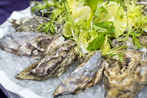 Oysters on ice in dish — Stock Photo, Image