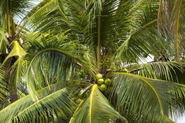 hindistancevizi Palm'da olgunlaşma