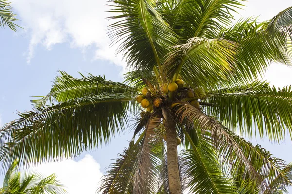 Rijping van kokosnoten op palm — Stockfoto