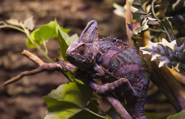 Lebende wilde Reptilien — Stockfoto