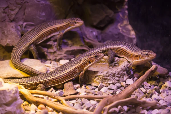 Lebende wilde Reptilien — Stockfoto