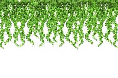 Üzüm üzümü, sarmaşık veya sarmaşık çerçevesi yukarıdan sarkıyor veya duvara tırmanıyor. Bahçe ya da ev için dekorasyon. Beyaz arkaplanda şablon..