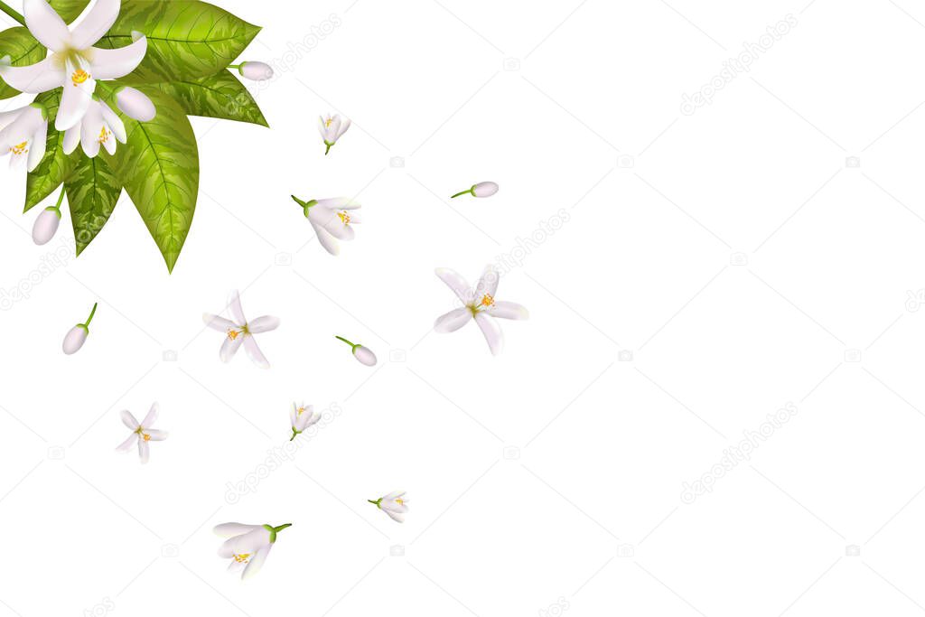 Realistic orange flowering branch,neroli flowers.Labels of Cosmetic Skin Care Product Design . Vector illustration.