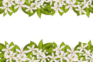 Gerçekçi portakal çiçeği dalları, yapraklar, neroli çiçekleri ve tomurcuk. Parfüm ve tıbbi tesis.