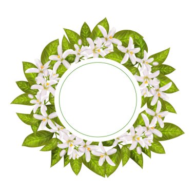 Gerçekçi portakal çiçeği dalları, yapraklar, neroli çiçekleri ve tomurcuk. Parfüm ve tıbbi tesis.