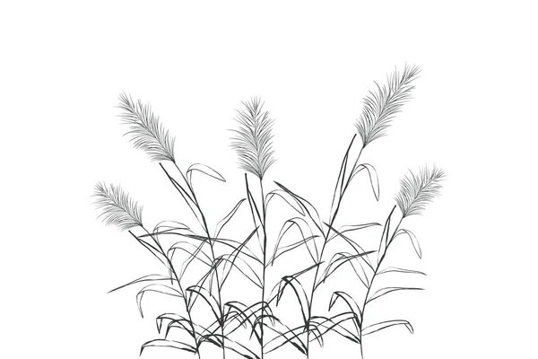 Vector hand drawing sketch with reeds. — Stock Vector