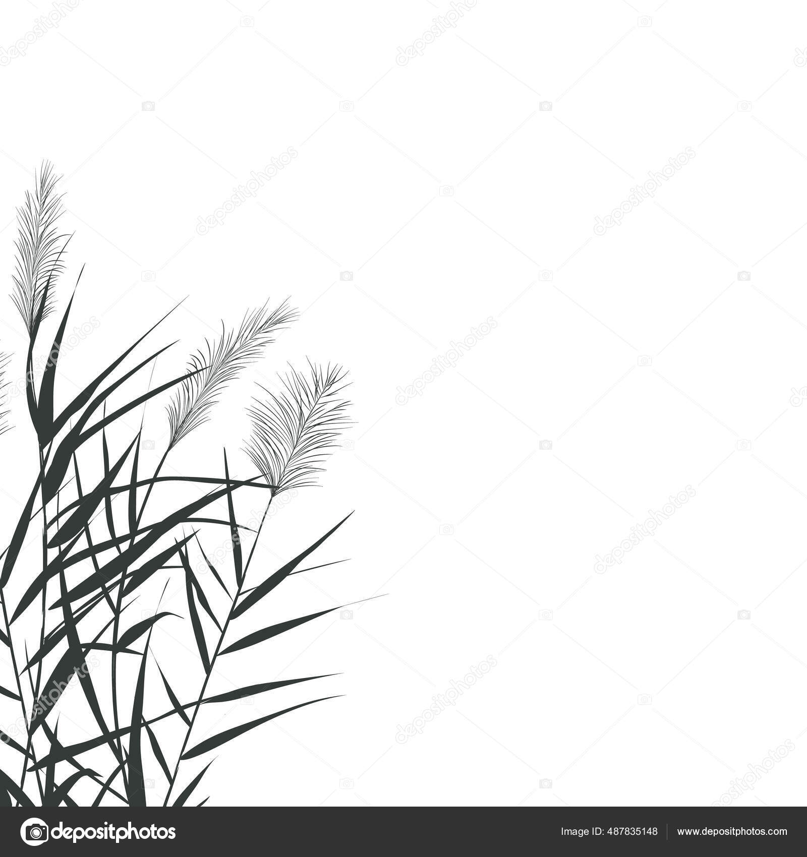 Vector hand drawing sketch with reeds. Stock Vector Image by ©galynka ...