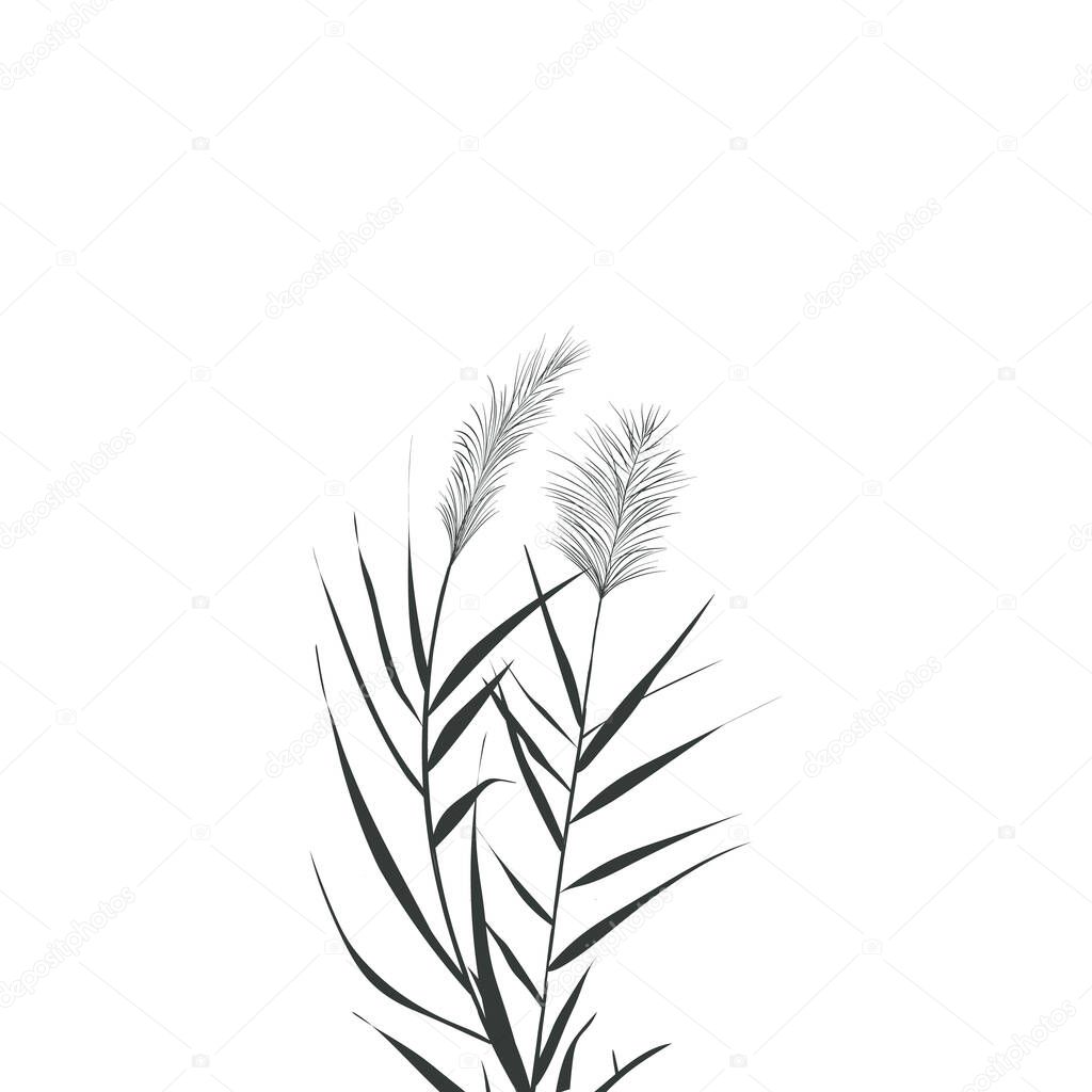 Vector hand drawing sketch with reeds.