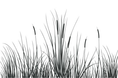 Vector hand drawing sketch with reeds. clipart