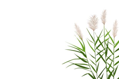 Sazlıklarla vektör el çizimi.