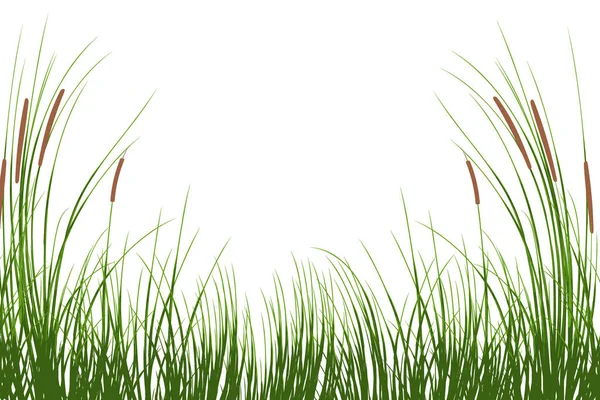 Sazlıklarla vektör el çizimi.